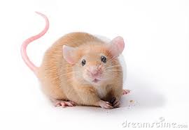 smart-insulin-mouse