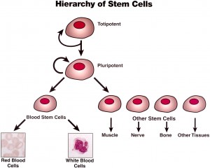 cancer-basics-1-initiation-progression-stem-cell