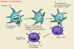immune-system-t-cells