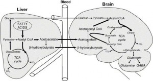 brain-ketosis