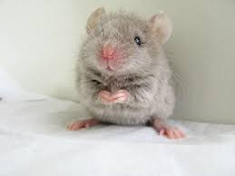 cancer-cute-mouse