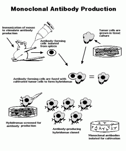 monoclonal