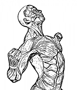 LD-skeletal-muscle