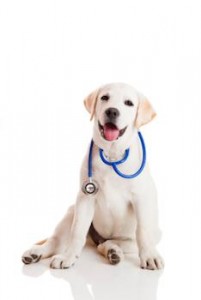 medical-dogs-stethoscope