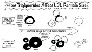 p269-triglycerides.png